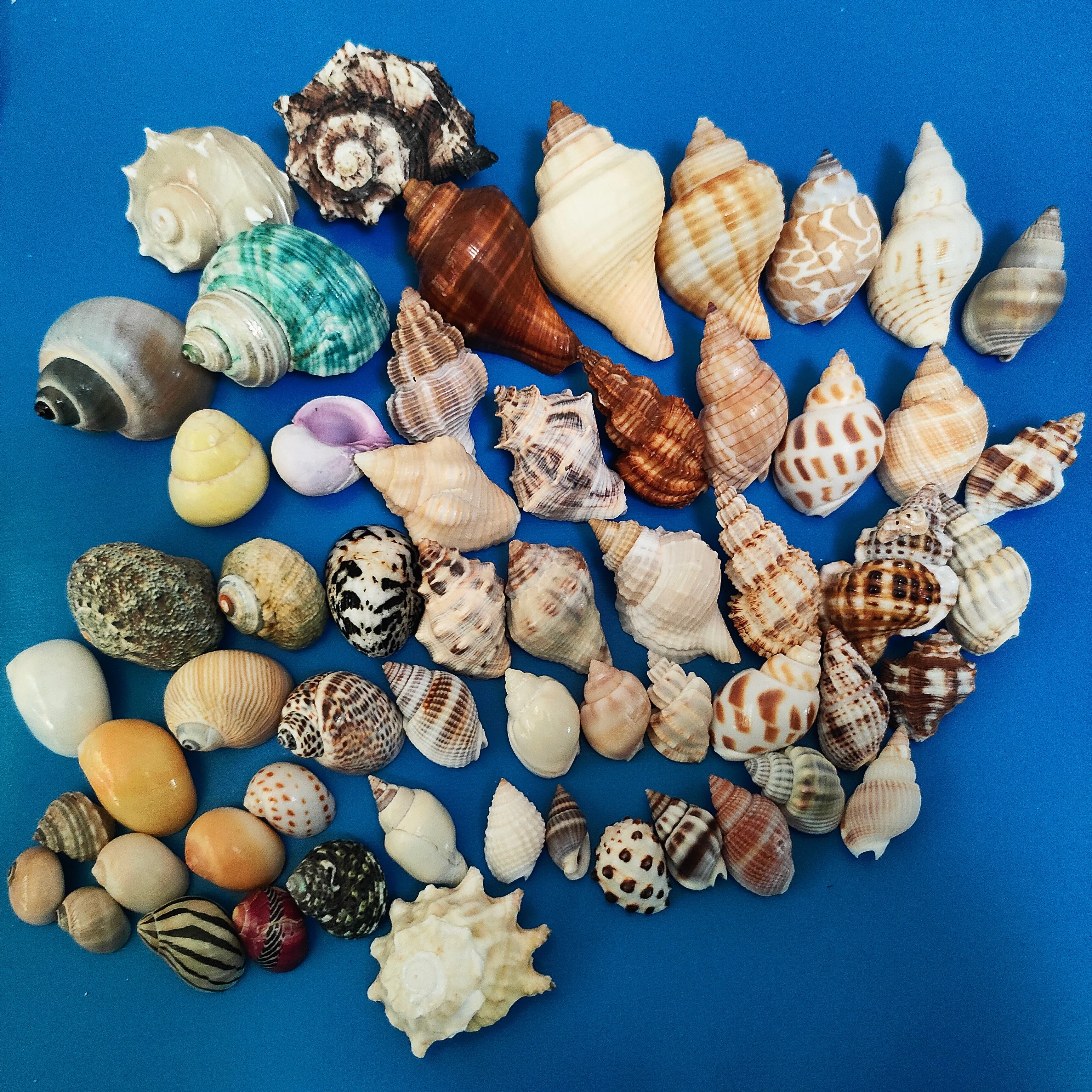 Natürliche Muschelschale Einsiedlerkrebs Muschel Aquarium Landschaftsbau Heimdekoration