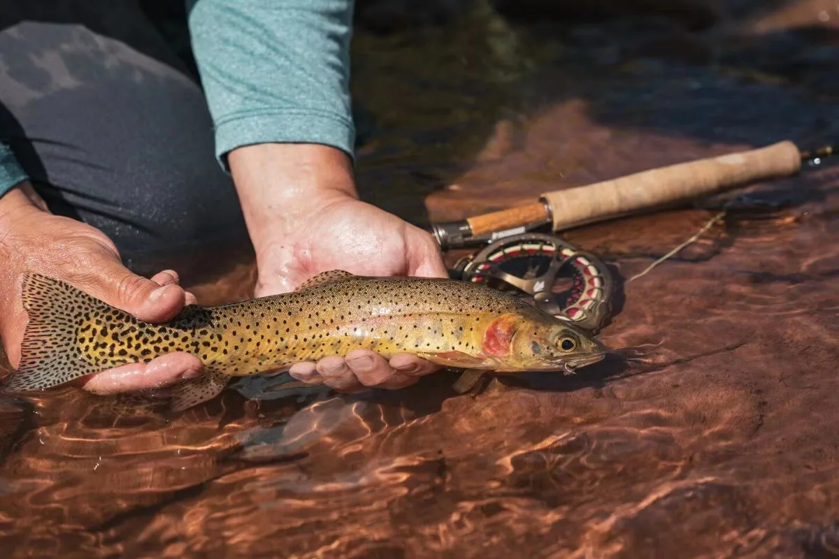 Stream small quick adjustment rod fly fishing rod carbon fly rod 7 feet short small three-section fly