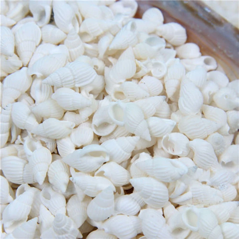 100PCS Small Conch Shell Natural Craft Aquarium Fish Tank Decoration Vase Filler for Home Party Wedding DIY Candle Making