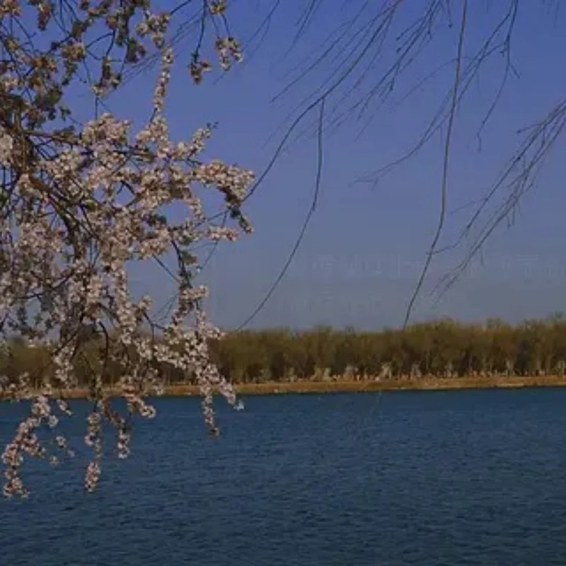 

Silicone Steering Wheel Cover for RC Transmitter - Universal Grip for Futaba NB4, 7PX, Trxs TQi, Sanwa - Anti-Slip & Comfort