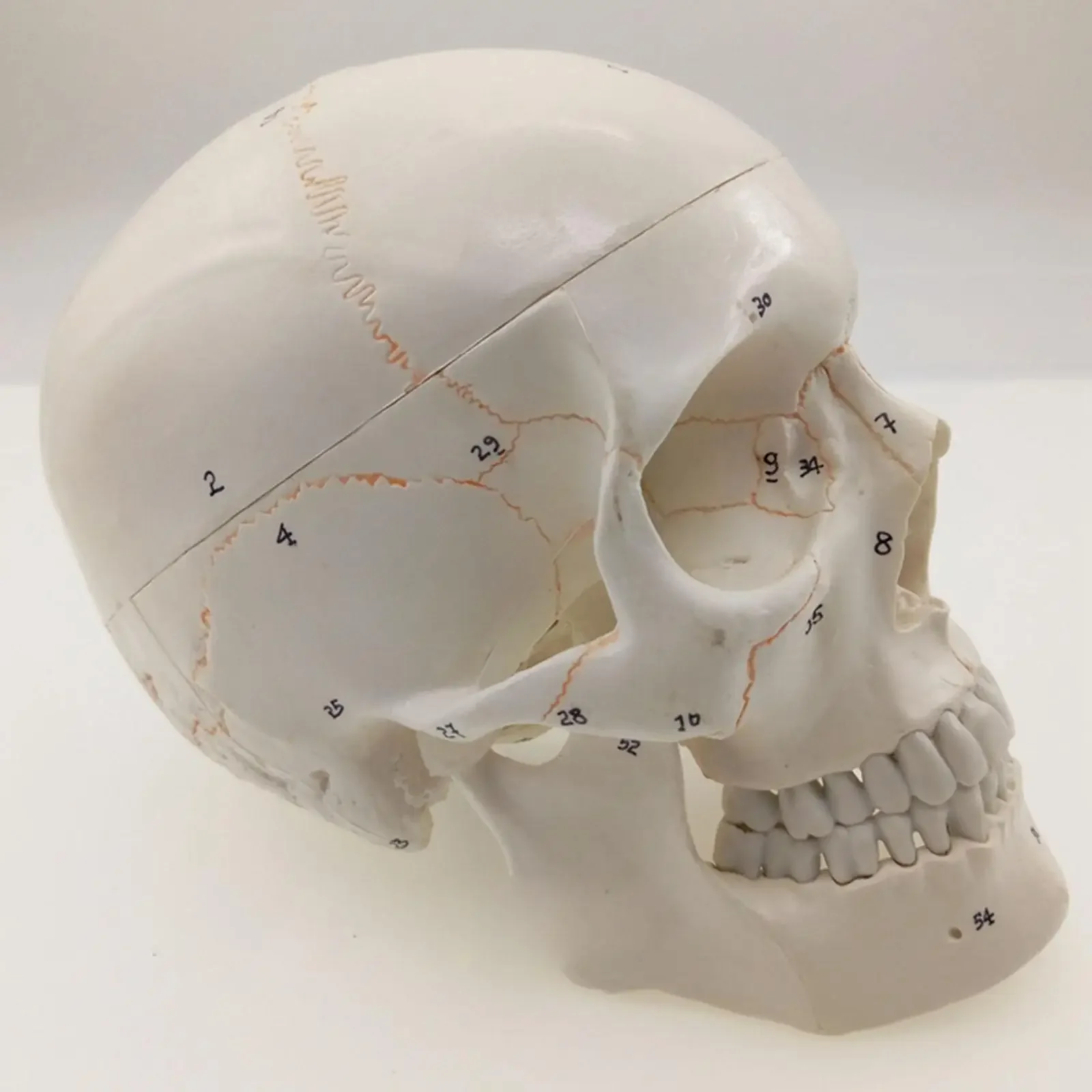 PVC Numbered Human Skull Model Natural Life Size Bone Suture Clear Matt PVC Teaching Resources