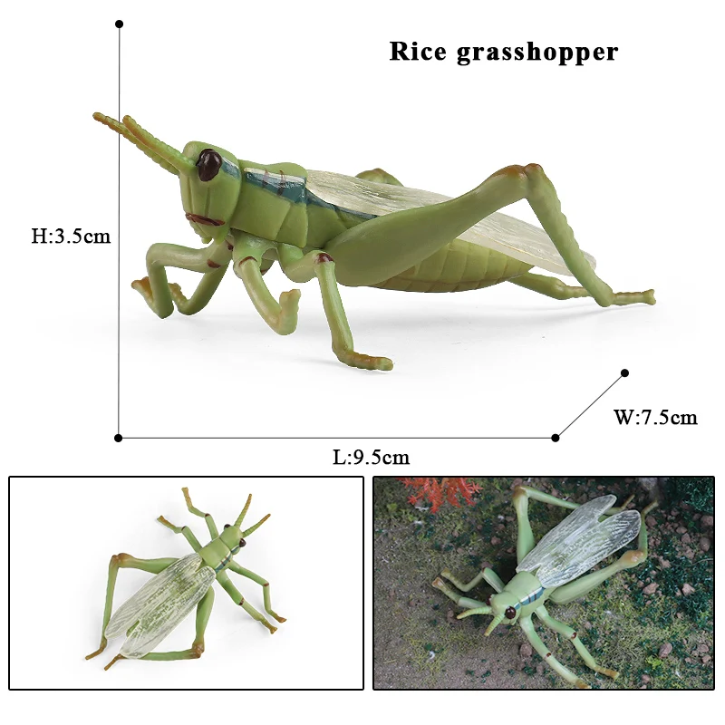 Oenux Simulation Libelle Heuschrecke Tausendfüßler Wildes Insekt Tiere Modell Actionfiguren Miniatur Bildung Sammlung Kinderspielzeug – Detail 16