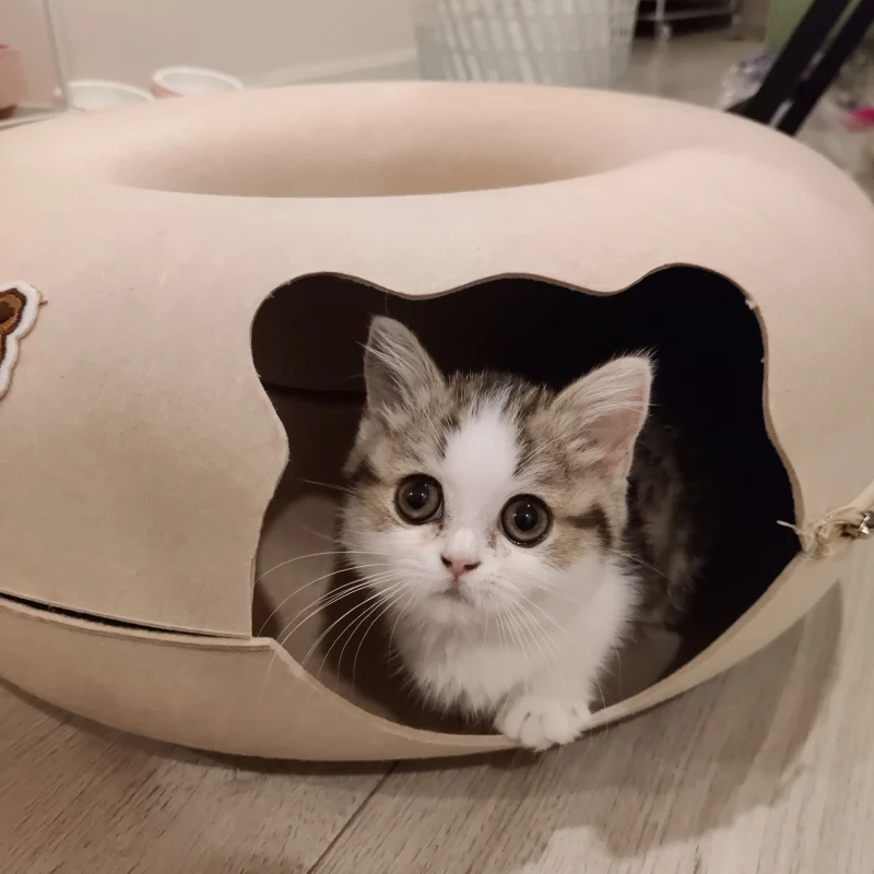 Donut Cat Bed Pet Cat Tunnel Interactive Game Toy Cat Bed Dual-use Indoor Toy Kitten Sports Equipment Cat Training Toy Cat House