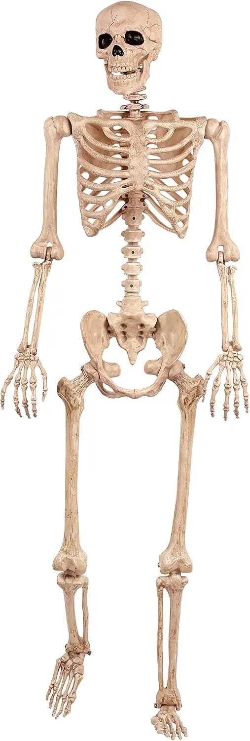 Life Size Halloween Skeleton Five Foot Posing Figure