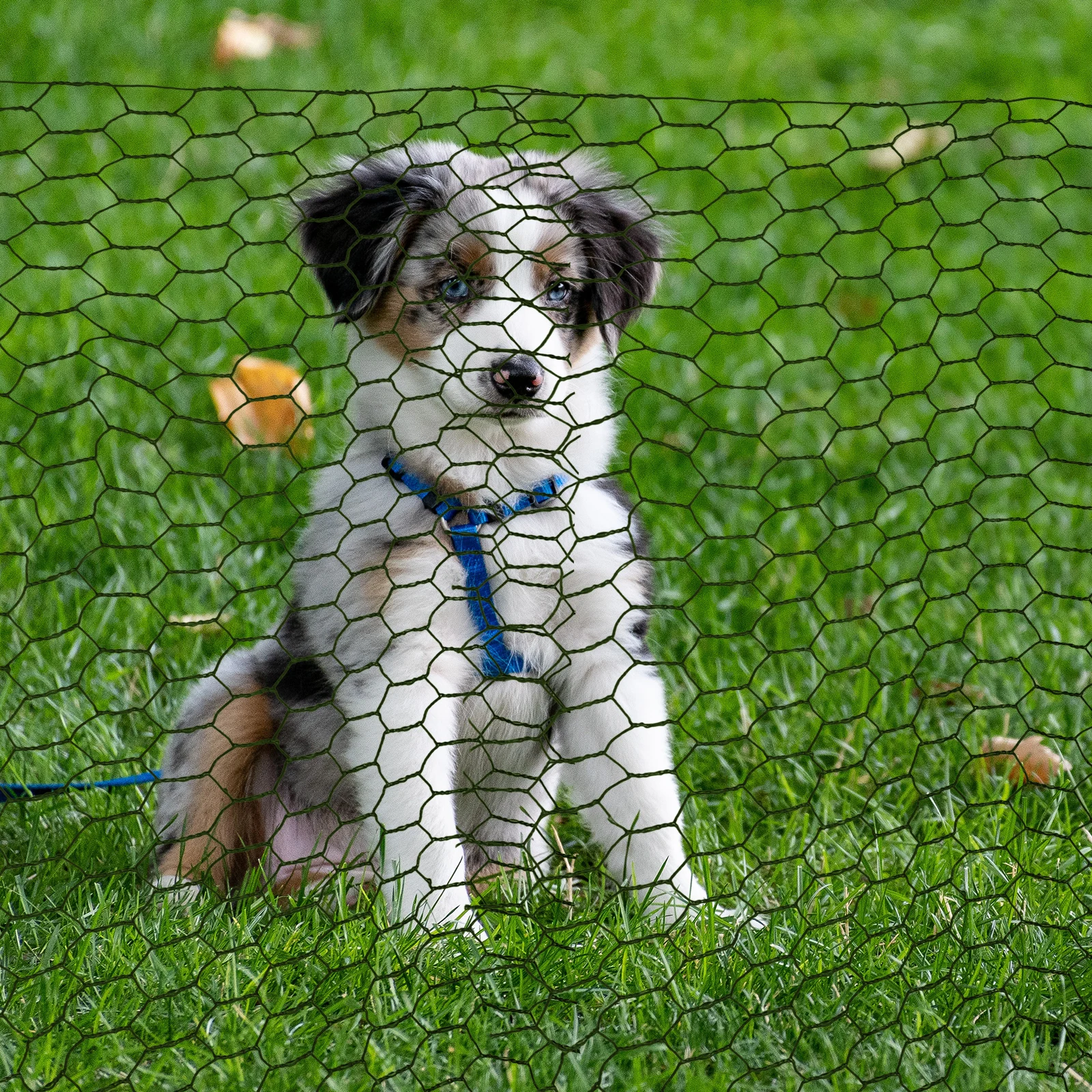 

Galvanized Hexagonal Wire Net Green Coated 25M Metal Mesh for Plant Fence Animal Enclosure Security Netting