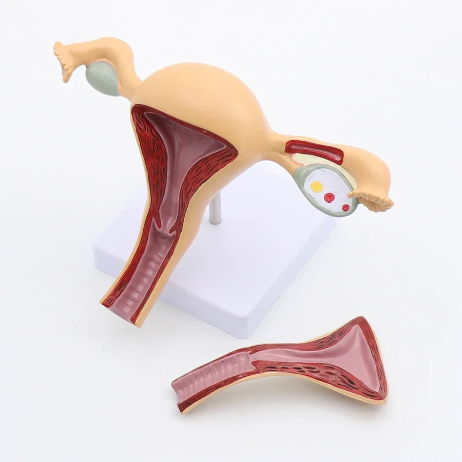 Female Genital Anatomy Model Uterus Ovary Genitourinary Medical Teaching Model