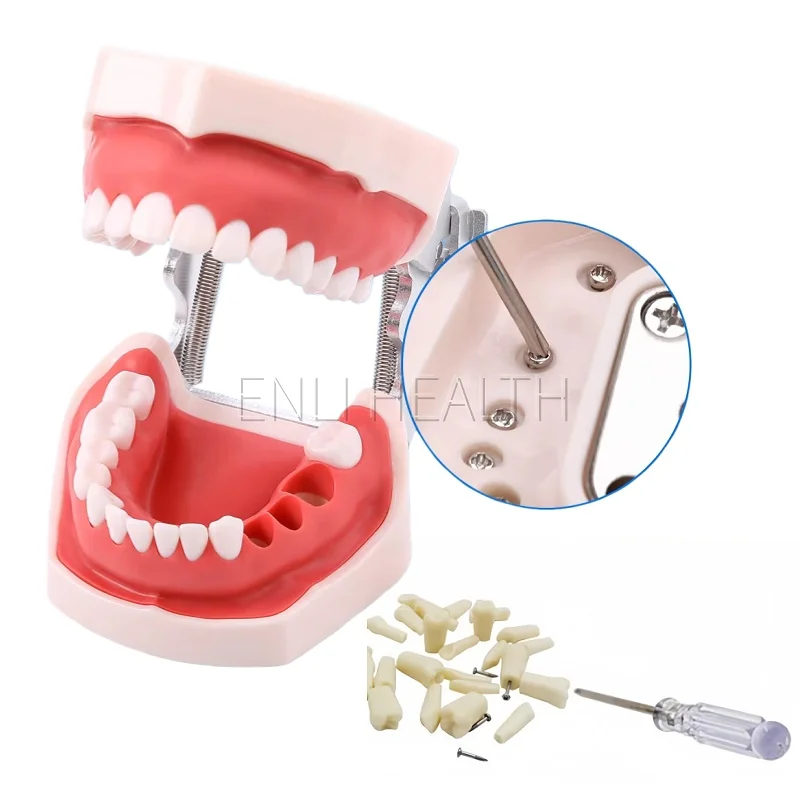 

Модель зубных зубов, практика зубного техника, обучение десен, зубы, модель челюсти, съемный зуб для обучения и обучения студентам