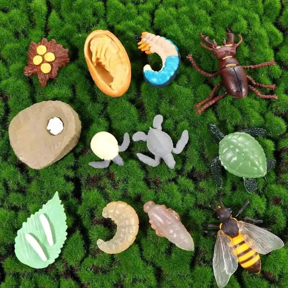 4 Pcs/Set Montessori Teaching Aids Life Cycle Figurines Miniature Size Action Figures Style Animal Growth Cycle