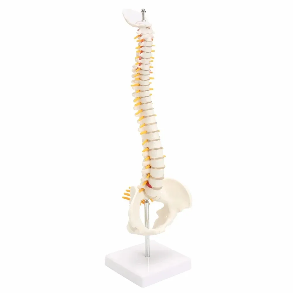 Colonne vertébrale humaine avec modules pelviens, anatomie anatomique Sophia, modèle médical, colonne vertébrale flexible, support, 45cm