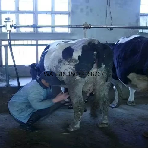 

Efficient Cow Milking Machines for Dairy Farms Pipeline Parlor System