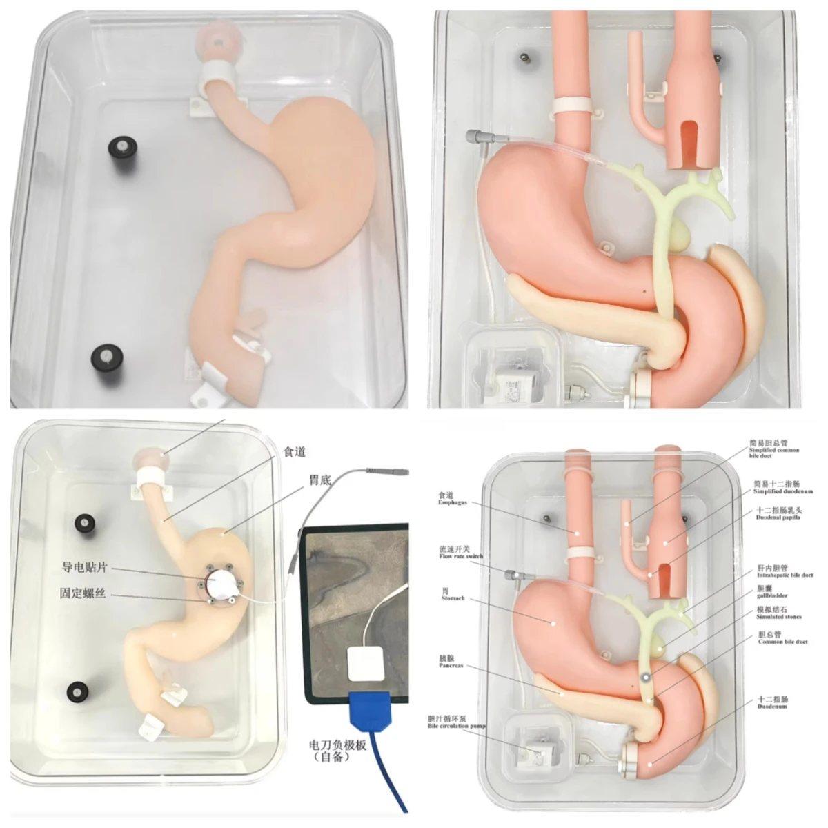 Gastroscopy Training Stomach Model, Endoscopic Submucosal Dissection ESD Simulation Model, ERCP Training Phantom