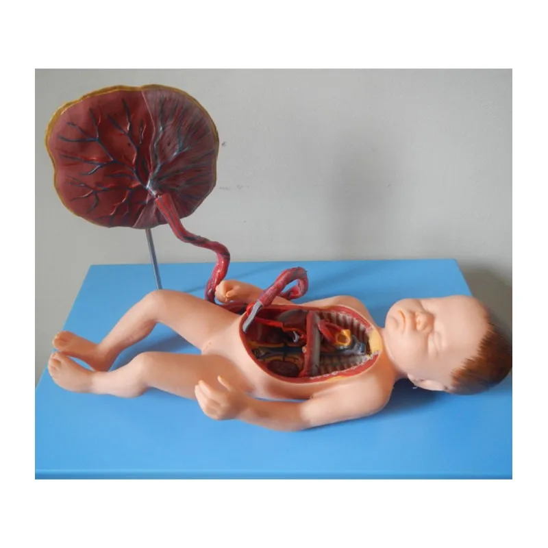 Anatomical Model of Fetal Blood Circulation, Fetus Model, Fetal Circulatory System