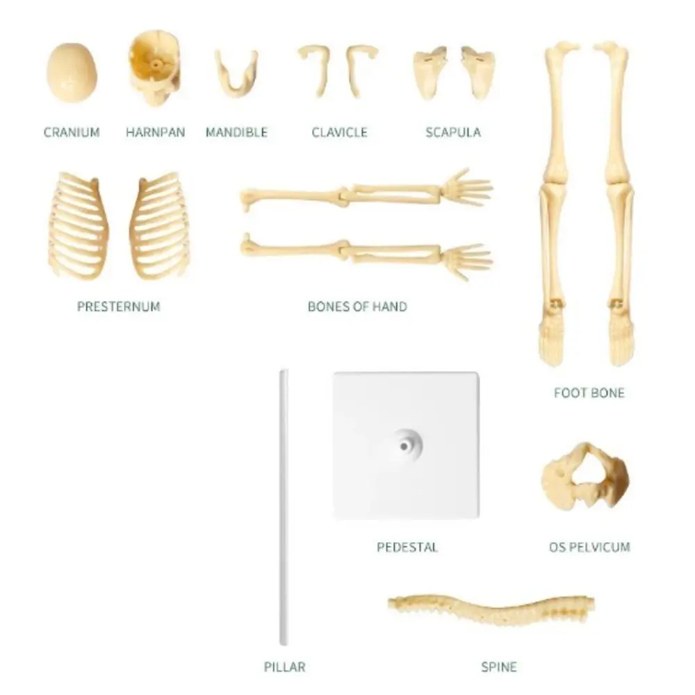 

Teaching DIY Bone Model Assembly Skeletal Joints Of Human Organ Model Educational Removable Human Body Model Teaching Tools