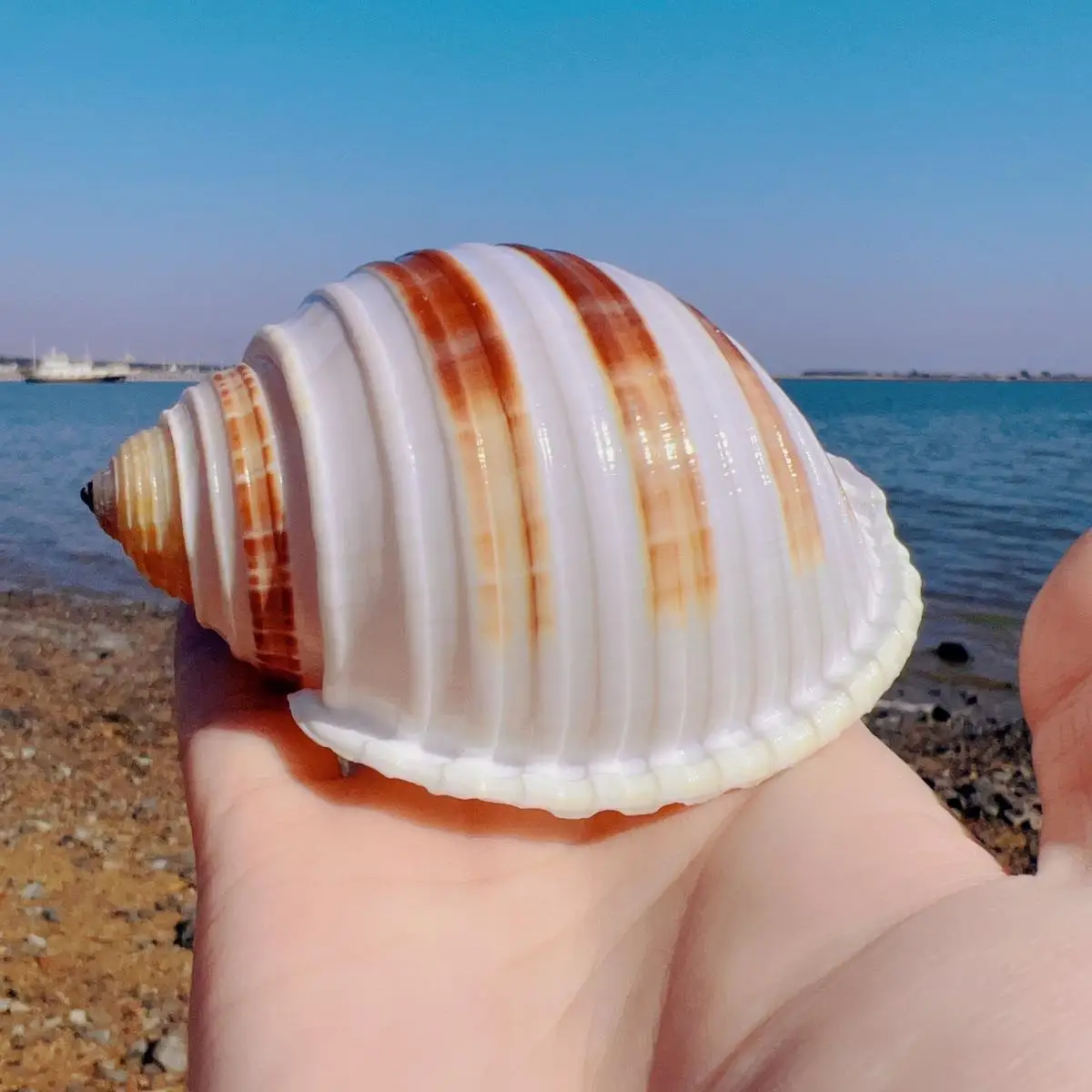 caracol-marinho-para-decoracao-de-aquario-espiral-para-reproducao-de-peixes-caracol-marinho-grande-ornamento-pequeno-para-plantas-em-vaso-e-aquario