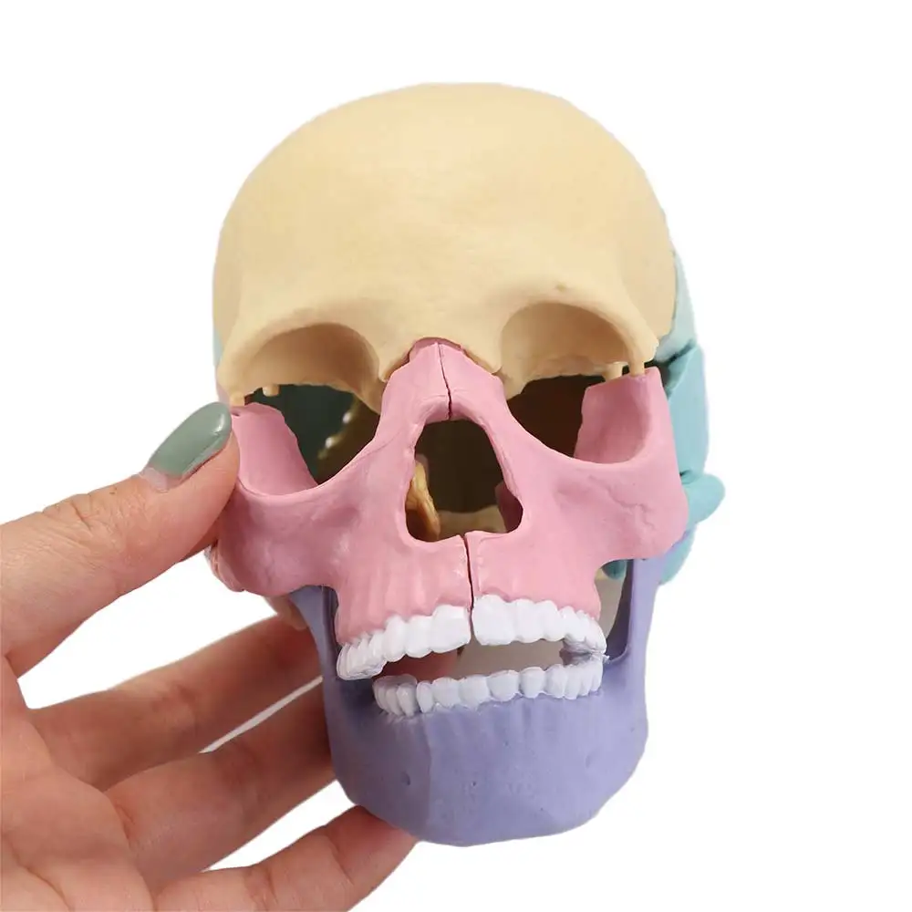 Study Manual 1:2 Skull Model Dental Detachable Anatomy Skull Model 4D 8 Color Human-Skull Model Human Anatomy