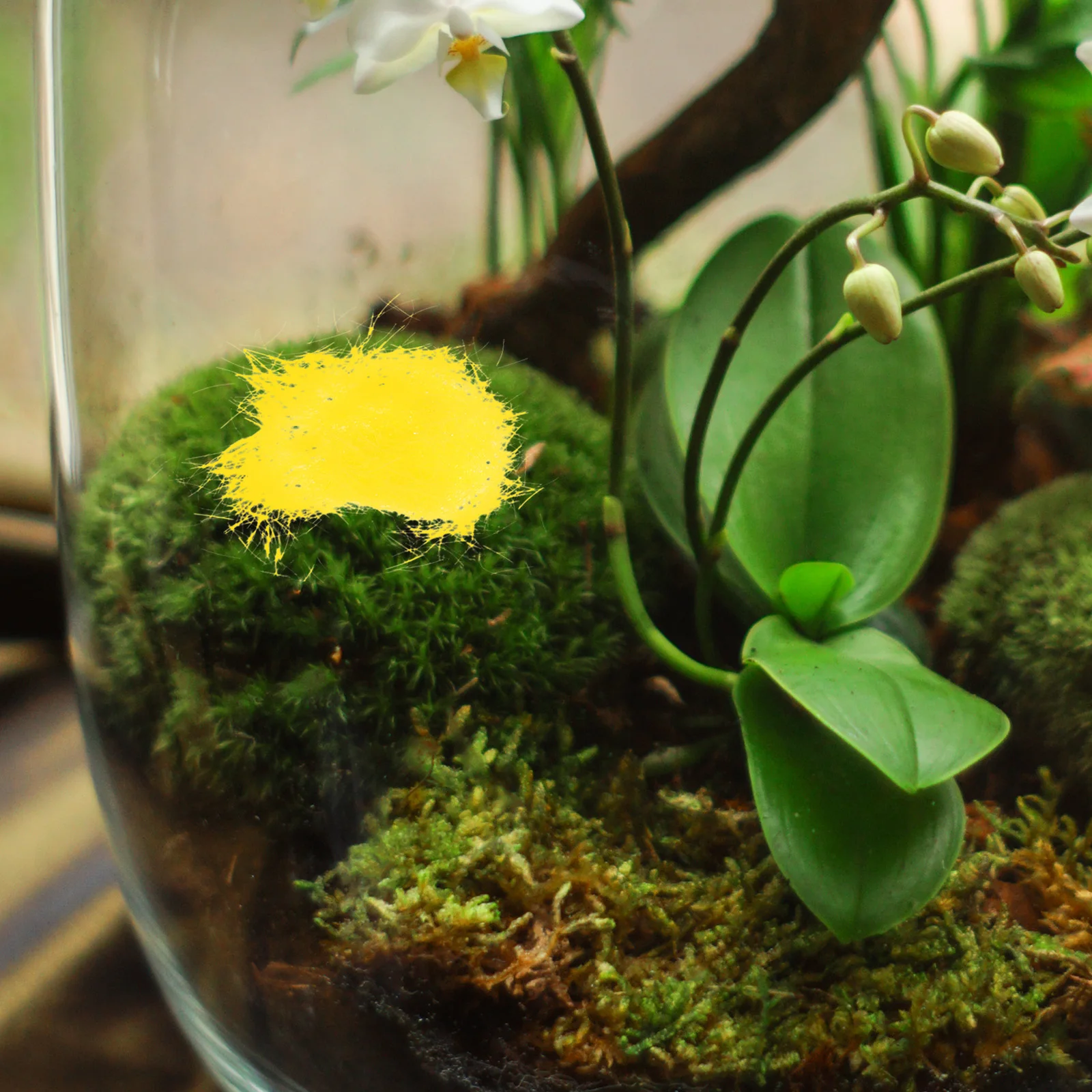 

5 Bags Fake Moss Decorative Ornaments DIY Bonsai Plant Moss for Indoor Outdoor Garden Crafts Decoration DIY Wall Crafts