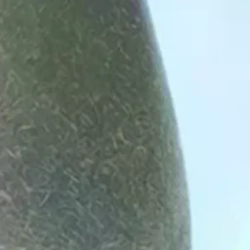 Escova Facial de Coco com Cabo Dupla Face para Limpeza Facial, Remoção de Cravos e Esfoliação
