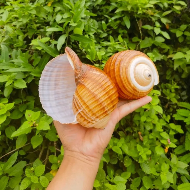 Large Natural Conch Shell Fish Tank Landscape Collection Specimen Seashells Beach Decorations for Home Nautical Ocean Decor