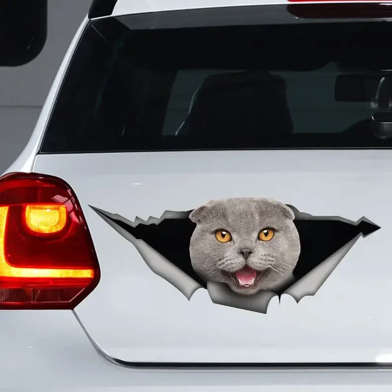 Grey scottish fold car sticker, cat car decal, scottish fold magnet