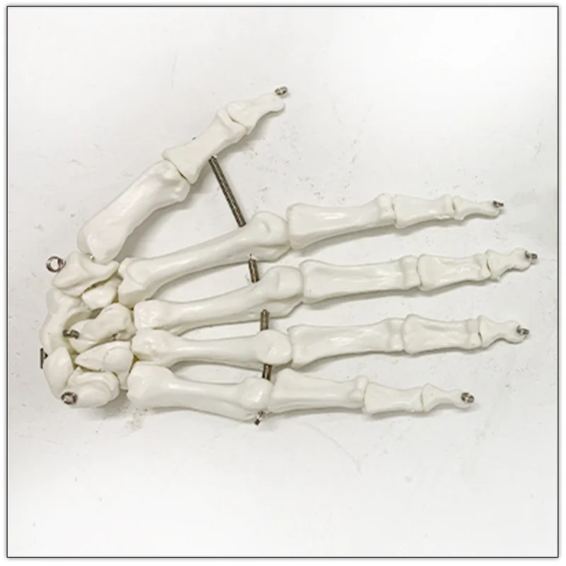 1:1 Life Size Human Hand Joint Model Hand Skeleton Bone Model Wrist Vola Palm Skeleton Model Medical Science Teaching Supplies