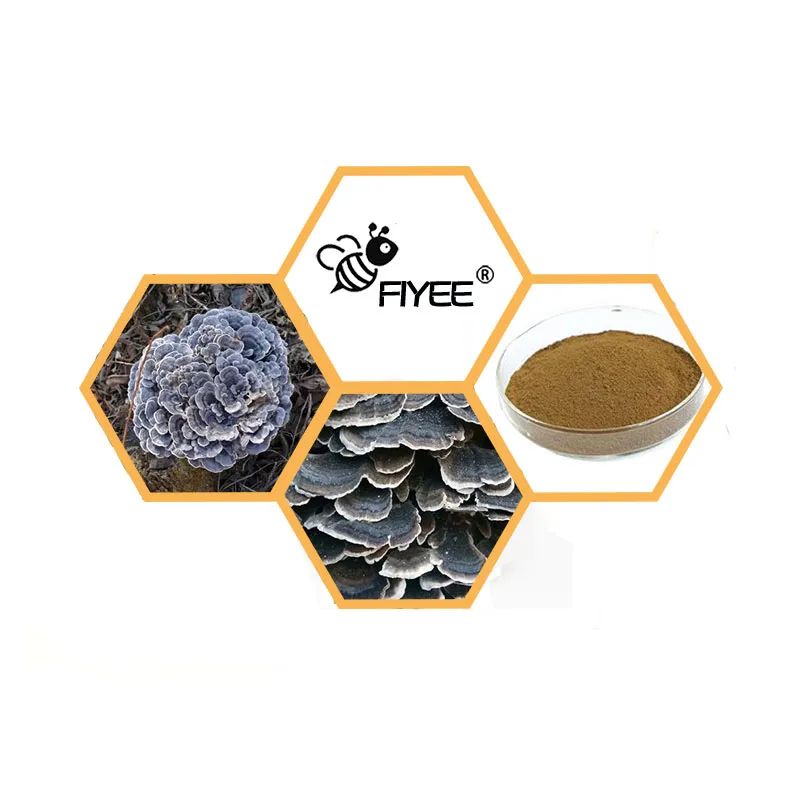 100-1000 г Coriolus Versicolor 20:1 Бесплатная доставка