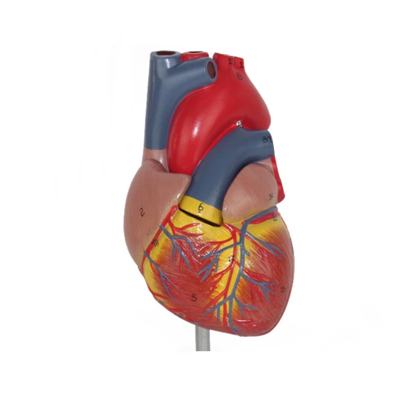 Life Size Medical Heart Vascular Anatomical Cardiac Teaching Model