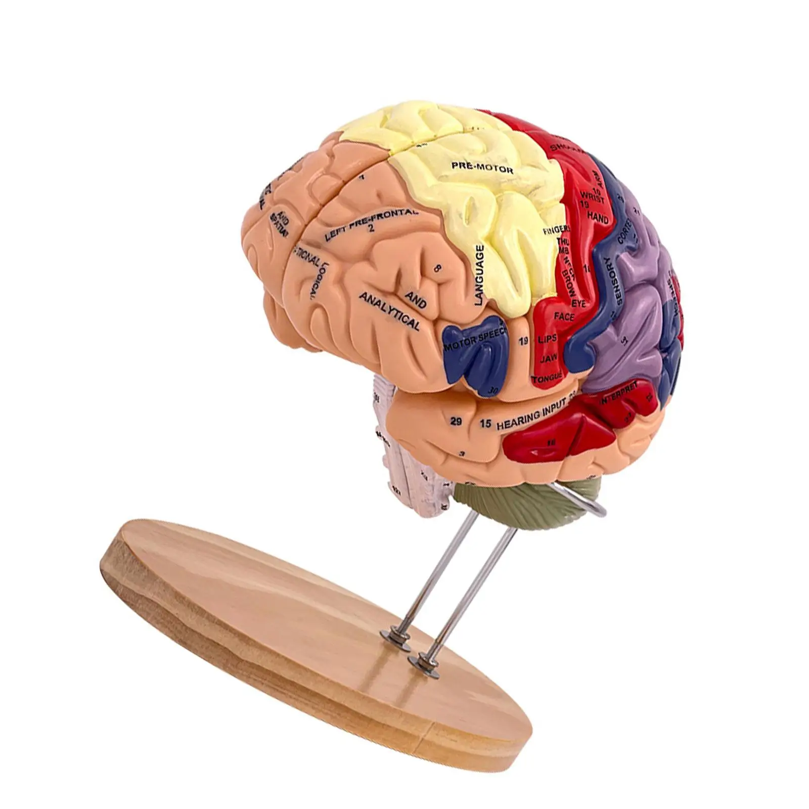 Anatomically Accurate Double Size Human Brain Model Color Coded Partitioned PVC Classroom Teaching Tool for Biology Learning