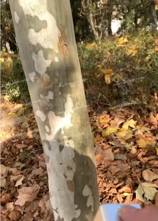 

Laser device, handheld, portable, power ranging from 100W to 500W, range of 10 to 100 meters, for outdoor emergency ignition