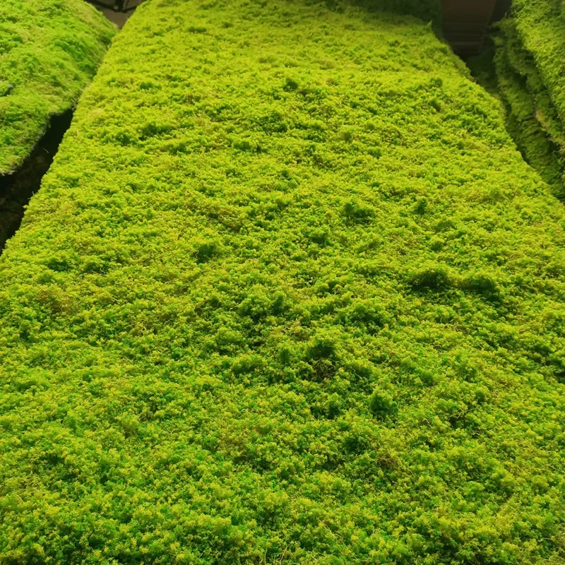 

Simulated turf, moss lawn, moss turf, plant wall with materials, fake turf decorative moss turf manufacturers wholesale