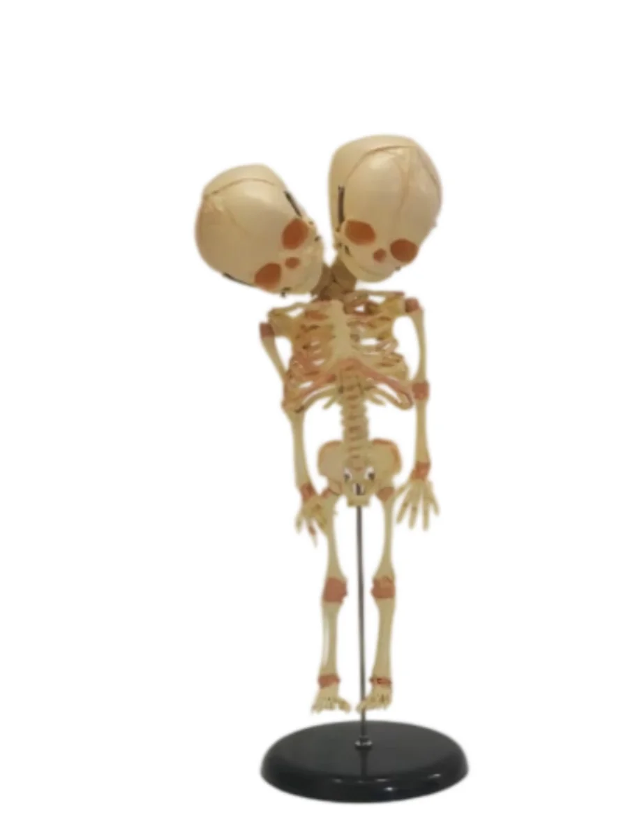 Model edukacyjny szkieletu płodu, model anatomiczny czaszki dziecka z podwójną głową. — zdjęcie produktu 6