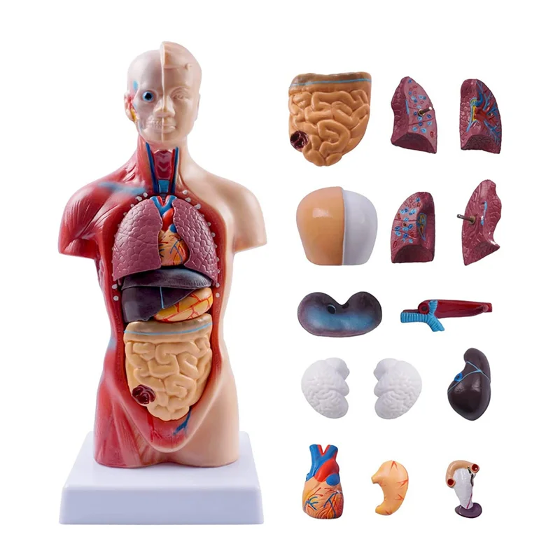 

Human Torso Body Model Anatomy Anatomical Internal Organs Assembling Model 11 Inch For Student Teaching Study