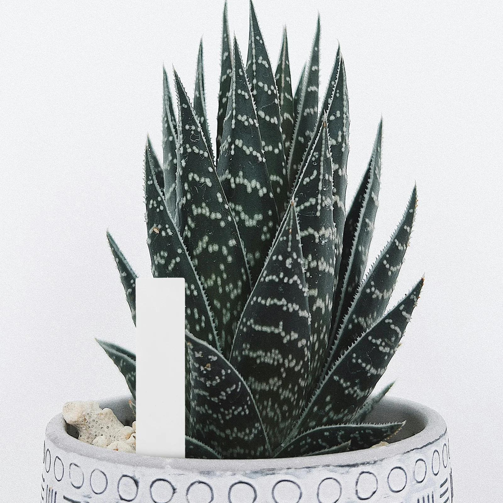 

1 set Plant Labels Set Plastic Garden Tags For Plants Outdoor Flower Pots Yard Markers Succulent Name Tags Greenhouse