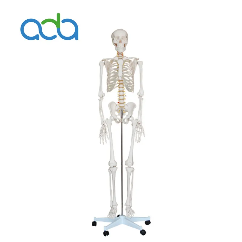 

Human Whole Body Skeleton model 180 cm with Roller Base Dissection Manikin and Anatomical Model BIX-A1001