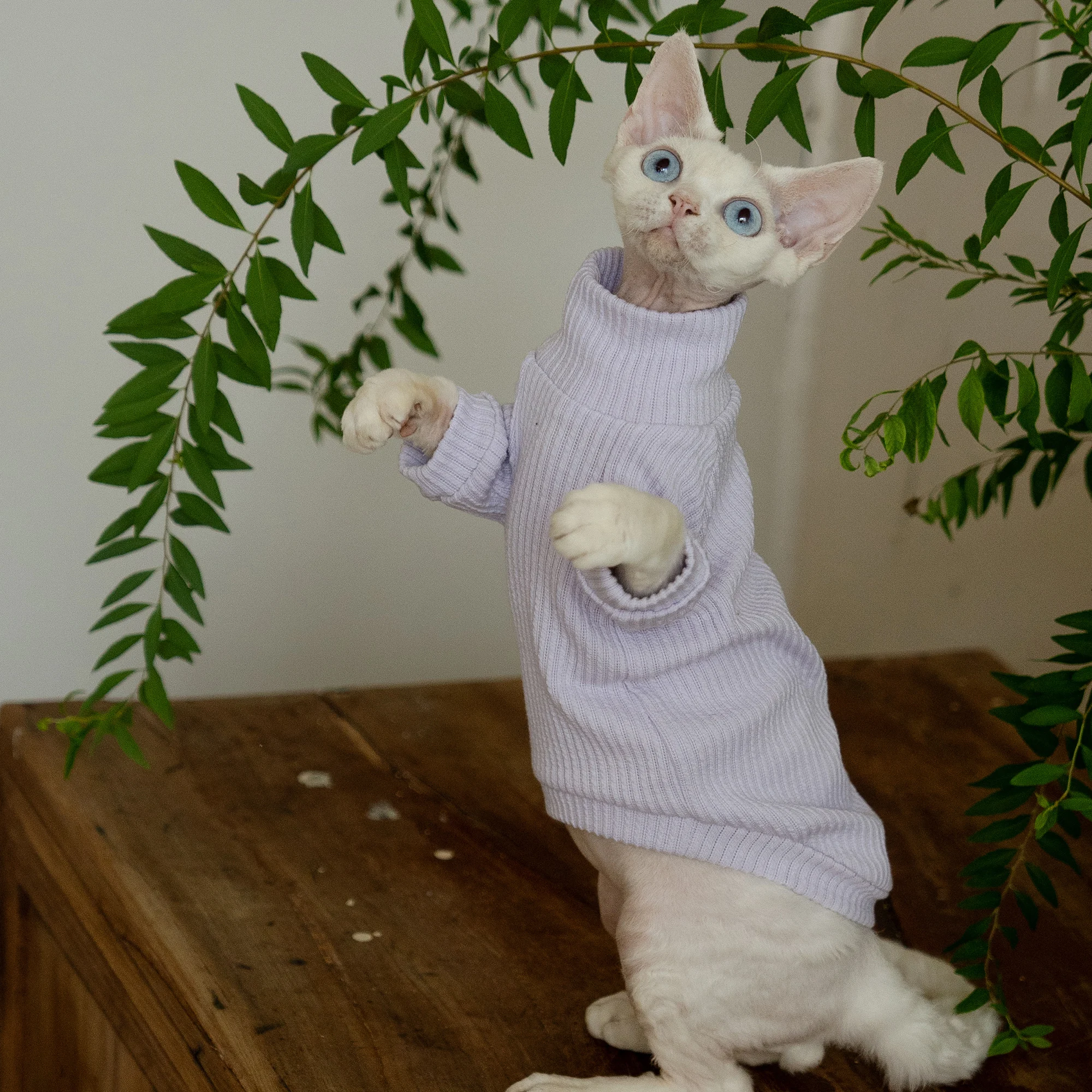 High-necked Light Purle Shirt for Sphynx Cat Long Sleeves Cotton Undercoat Winter for Kittens Soft Pajamas for Devon Rex Spring