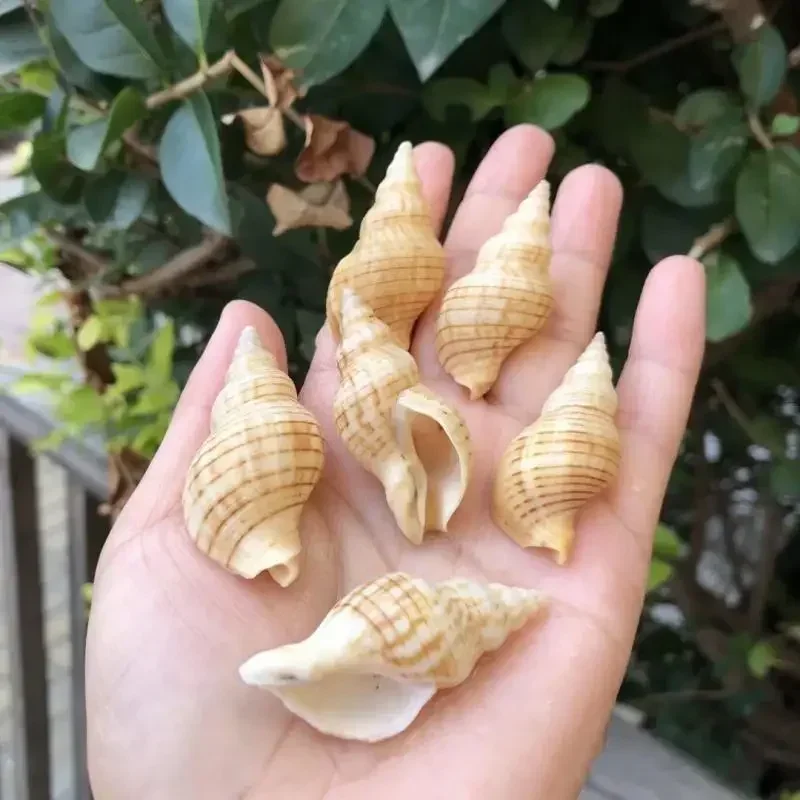 6pcs Natural Shell Fish Tank Aquarium Fish Tank Landscaping Ornaments Hermit Crab Replacement Shell Conch Specimen