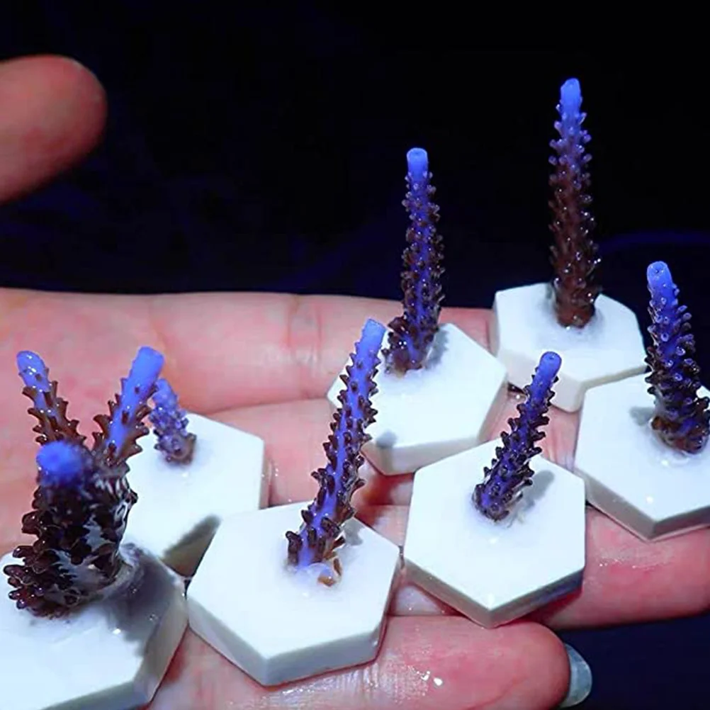 

30Pcs Coral Propagation Bases Premium Ceramic Frag Stands for Aquarium Reef Tanks Lightweight Stable Non-Deforming Fish Tank