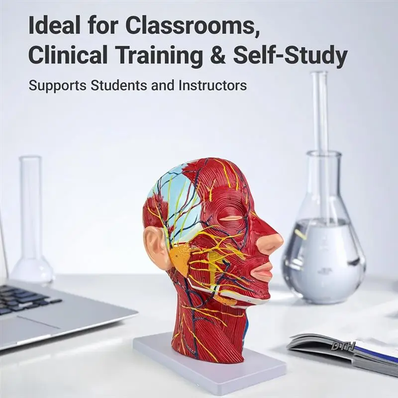 

Life-Size Human Anatomy Model Of The Head And Neck, Detailed Neurovascular And Muscular Structures, Labeled Parts 81