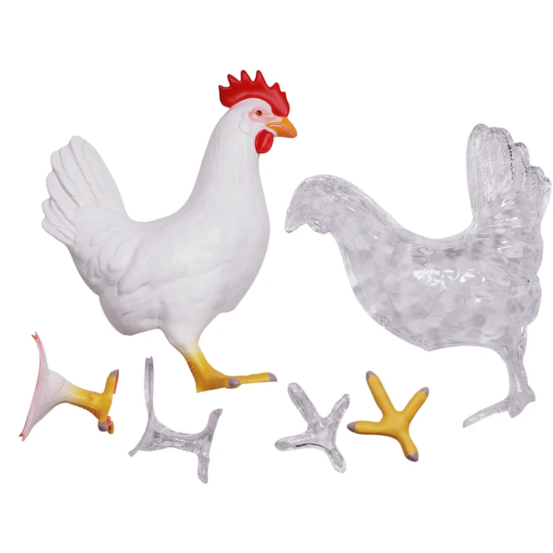 4D Vision Red And White Chicken Anatomy Model Assembling Simulation Animal Biology Organ Anatomical Model