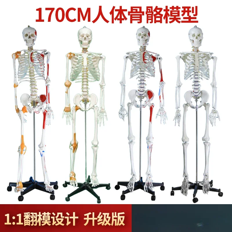 Adult human skeleton model 170CM big white skull specimen teaching whole body skeleton