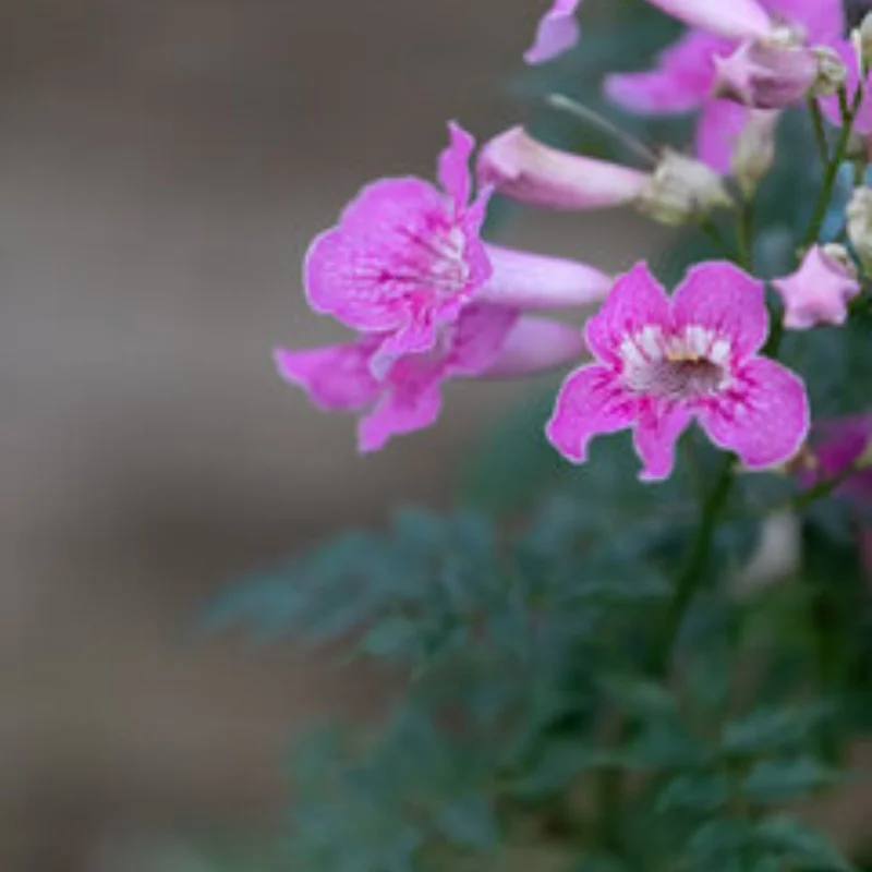 

Metal Wheel Rims Tires Rally Wheels For MJX 16207 08-09-10 14210 WLtoys 1/16 A959 144001 10 1/12 124017-16-18-19 MN128 86s G500