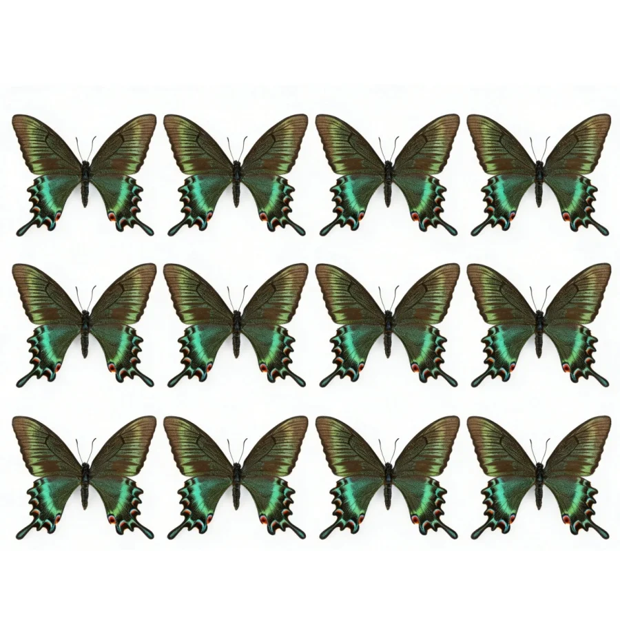22 stuks echte gedroogde vlinders met uitgespreide vleugels, natuurlijke ongemonteerde vlinderexemplaren voor kunst, decoraties - afbeelding 2
