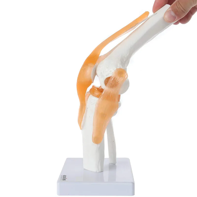 Functional Knee Model Life Size Anatomically Human Knee Joint Model with  Ligaments That Includes Base