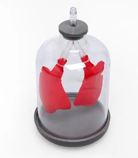 Pulmonary Breathing Model Diaphragm Movement Simulation Demonstrator Pulmonary Alveolar Working Principle Biology Teaching Aids