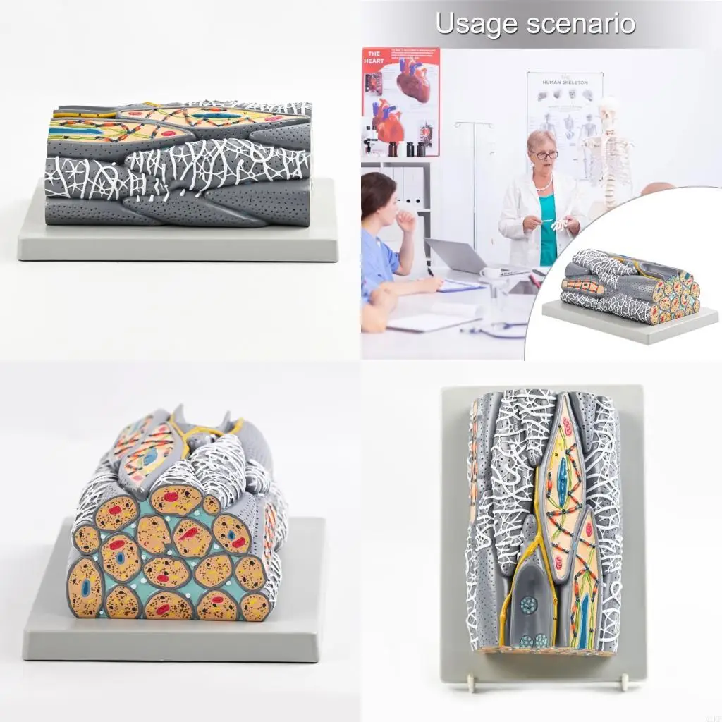 

Образовательная анатомическая модель гладких мышц, профессиональное учебное пособие по анатомии для клинической подготовки и