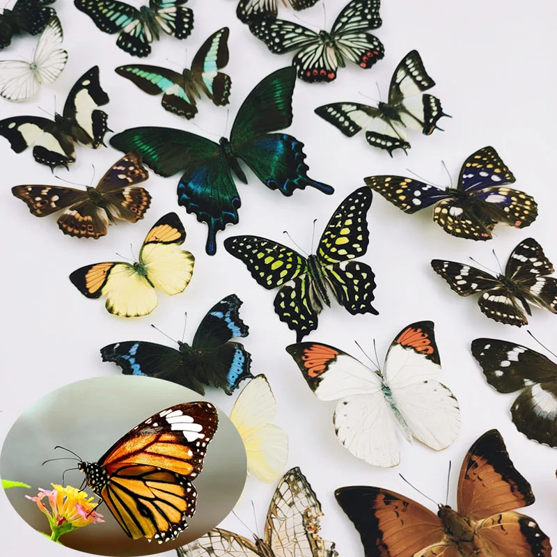 Real Butterfly Specimen Insect Specimen Teaching Butterfly Spread Wings DIY Self-sealing Bags Optional Varieties Home Decoration