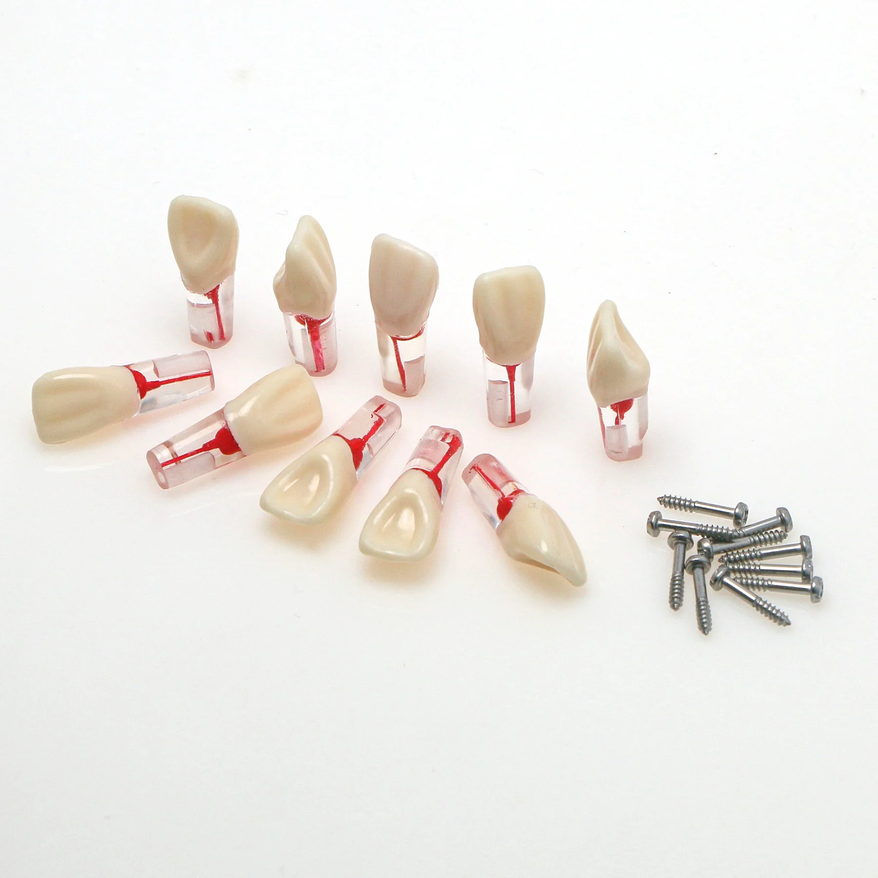 

10PCS Compatible Kilgore Nissin Type Typodont with 28 Teeth Dental Endo Root canal Practise Typodont Teeth Model