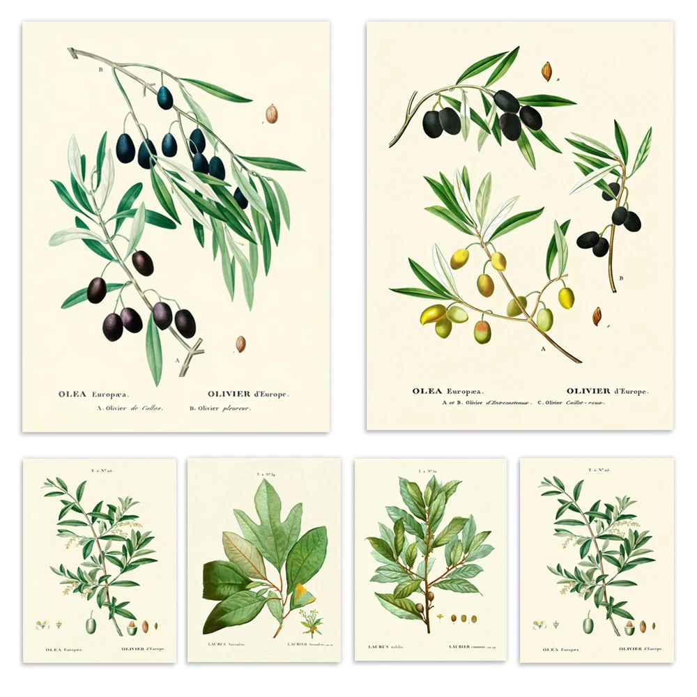 Estampados de ramas de olivo italiano y plantas, jardín de hierbas, especias, hierbas, hojas de bahía y estampado de olivo, carteles de decoración del hogar de jardín verde.