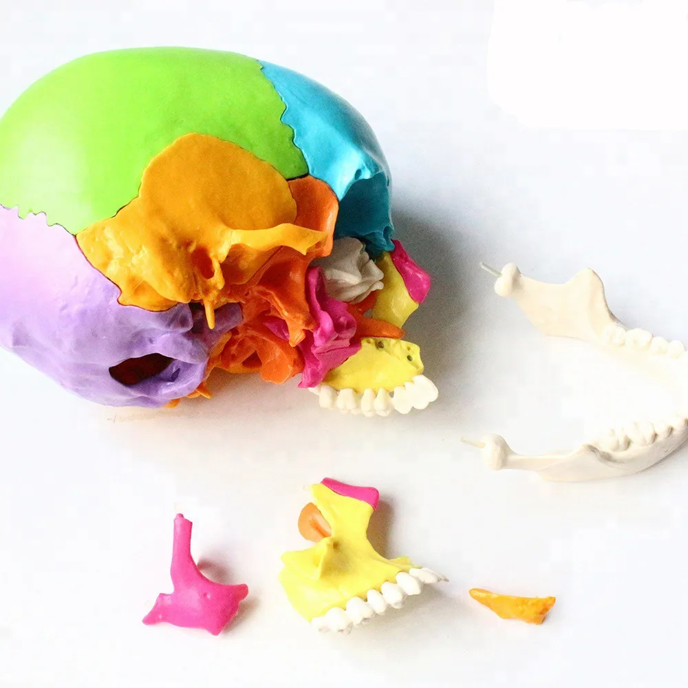 Disassembled Adult Osteopathic  Anatomical Skull Model 22 Part 1:1 Life Size Didactic Colored Dental Power Human Medical