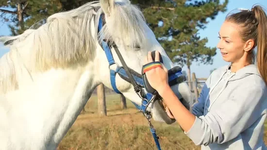 Cepillo corporal de madera para el cuidado de caballos y mascotas, diseño clásico, venta al por mayor de fábrica