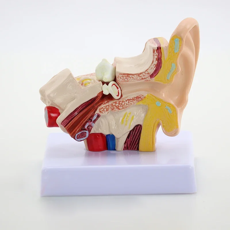 1.5X Enlarged Human Ear Anatomy Model Ear Anatomical Model for Hearing Aid Clinics